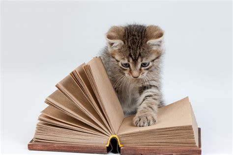 Kitten and book