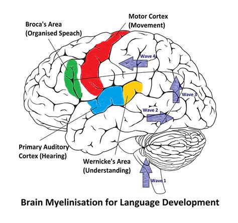 Language and brain