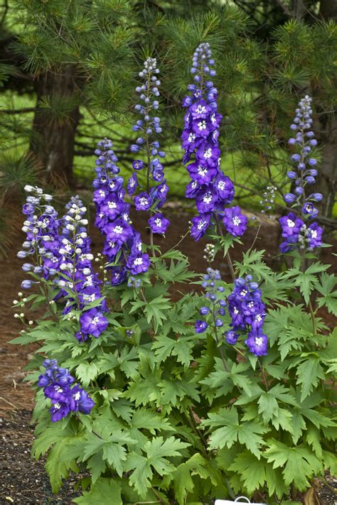 Larkspur and delphinium flowers