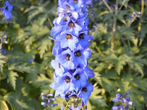 Larkspurs, the July birth flower