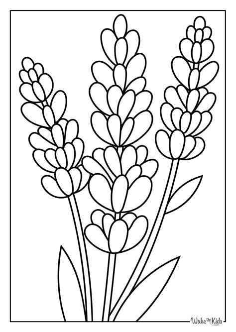 Lavender coloring templates for special occasions