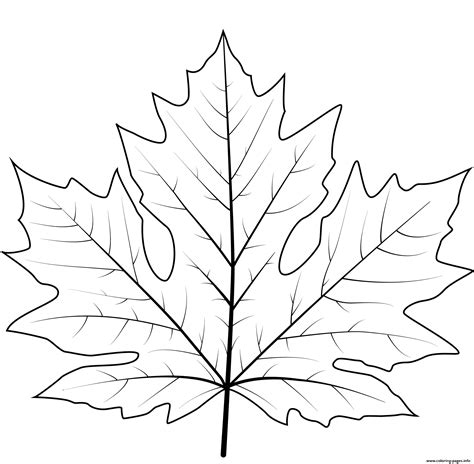 Leaf coloring pages for kids