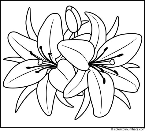 Lily coloring templates for kids and adults