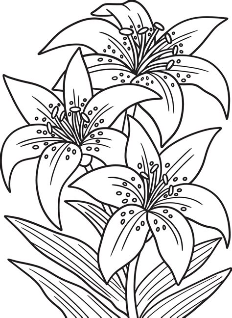 Lily Flower Coloring Page