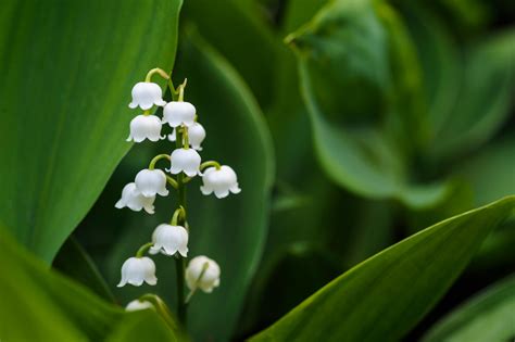 Lily of the valley, the May birth flower