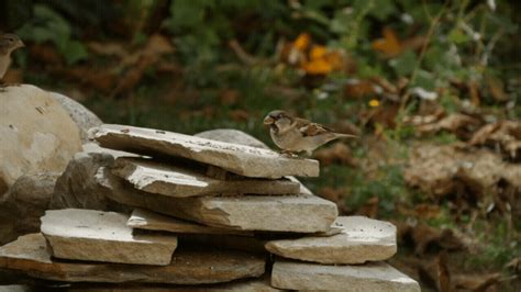 Little bird in flight, demonstrating its endurance