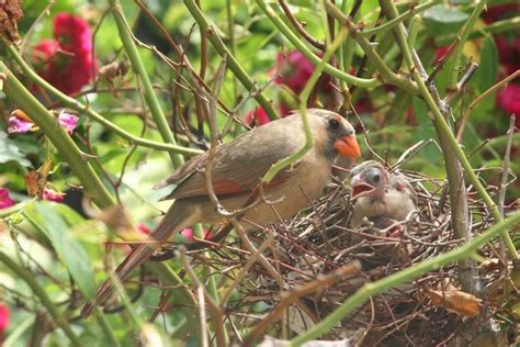 Little bird building a nest