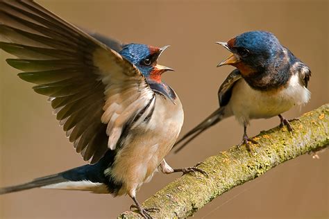 Little birds interacting with each other in a flock