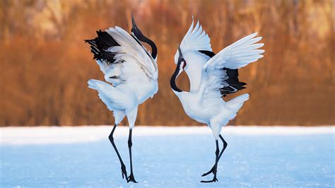 Little birds dancing