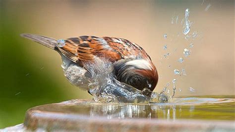 Little birds drinking