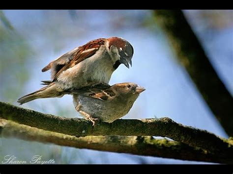 Little birds mating