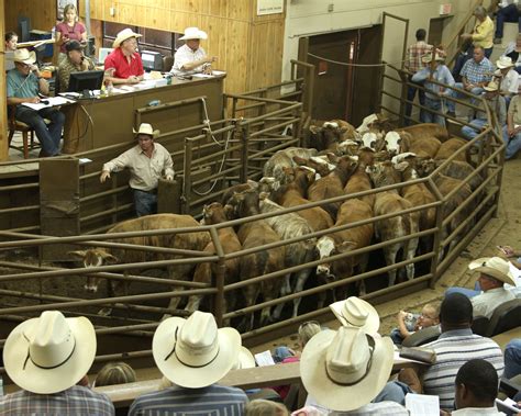 Livestock Auction