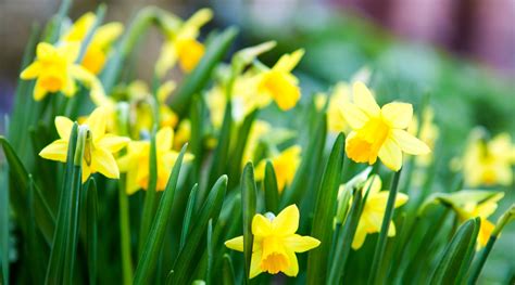 March birth flower - Daffodil