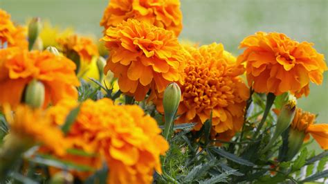 Marigold flower