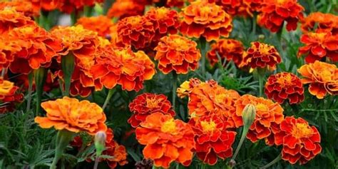 Marigold Birth Flower