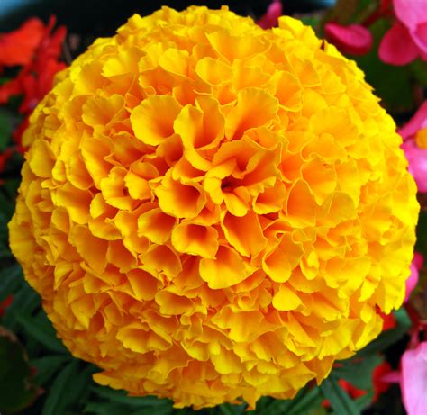 Marigold flower