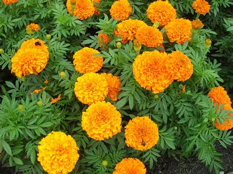 Marigolds, the October birth flower