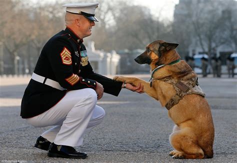 Marine Corps Dog Heroism