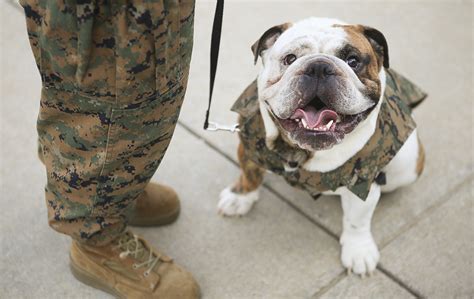 Marine Corps Dog Image Gallery