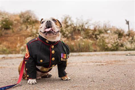 Marine Corps Dog Picture Gallery