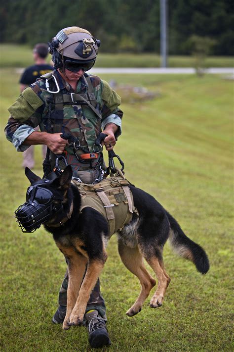 Marine Corps Patrol Dogs