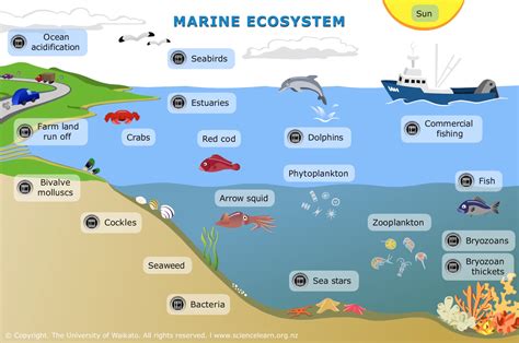 Ocean engineer managing a marine ecosystem