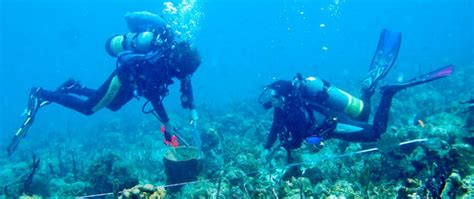 Marine Environmental Science