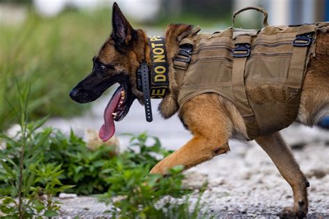 Marine explosive detection dog