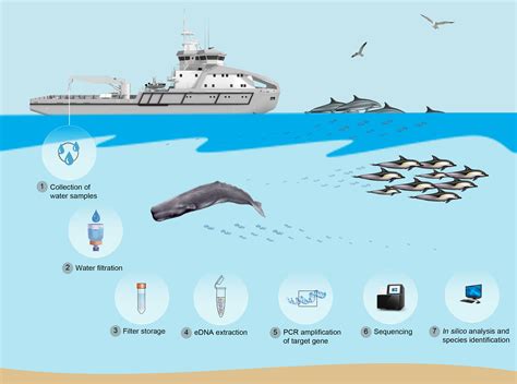 Marine genetic analysis