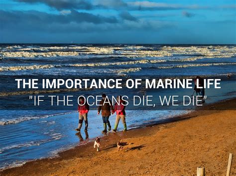 Importance of Marine Life