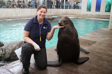 Marine mammal trainer working with a dolphin