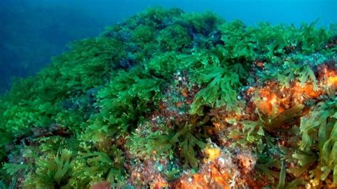 Marine mosses have unique biological characteristics, including the ability to photosynthesize and absorb nutrients.