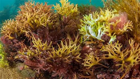 Marine mosses have potential applications in climate change mitigation, including carbon sequestration and ocean fertilization.