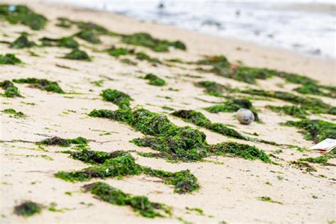 Marine mosses play a crucial role in the ocean's ecosystem, serving as a food source and habitat for numerous species.