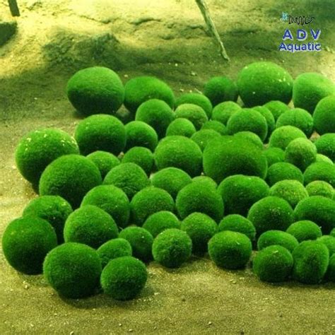 Marine mosses play a crucial role in the ocean's ecosystem, serving as a food source and habitat for numerous species.