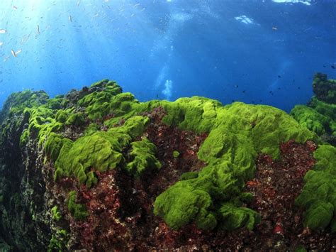 Marine mosses can be found in a variety of habitats, including coral reefs and kelp forests.