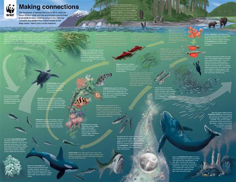 Marine organism life cycle