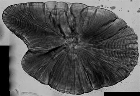 Marine otolith analysis