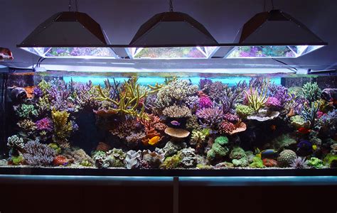 Marine Tanks Setup