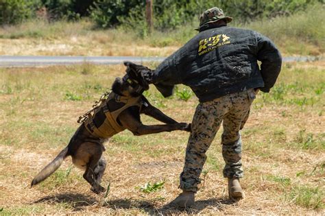 Marine tracking dog in pursuit