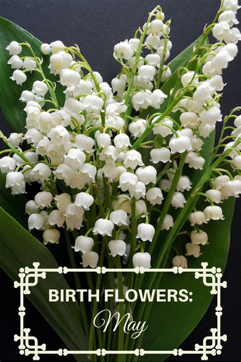 May birth flower