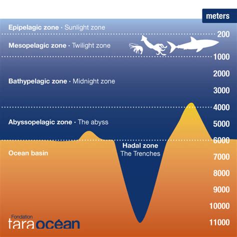 Bioluminescent creatures in the mesopelagic zone