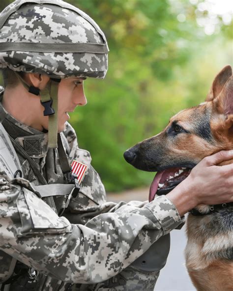 Military Dog Breeds