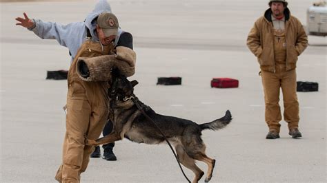 Military Dog Handler Assignments