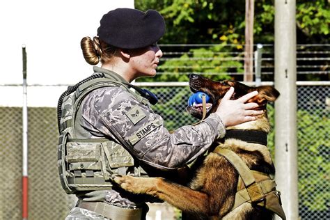 Military Dog Handler Career Path