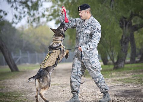 Military Dog Handler Education