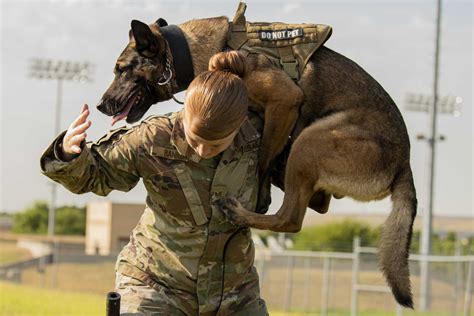 Patrol Dog Handler