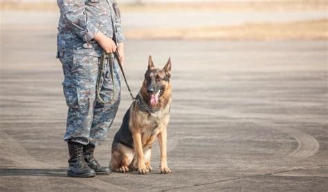 Military Dog Handler Requirements