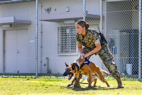 Military Dog Handler Training Exercises