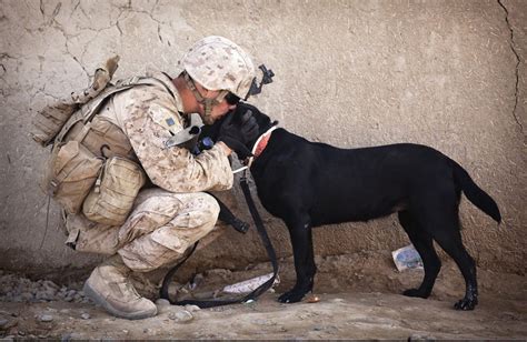 Military Dog History